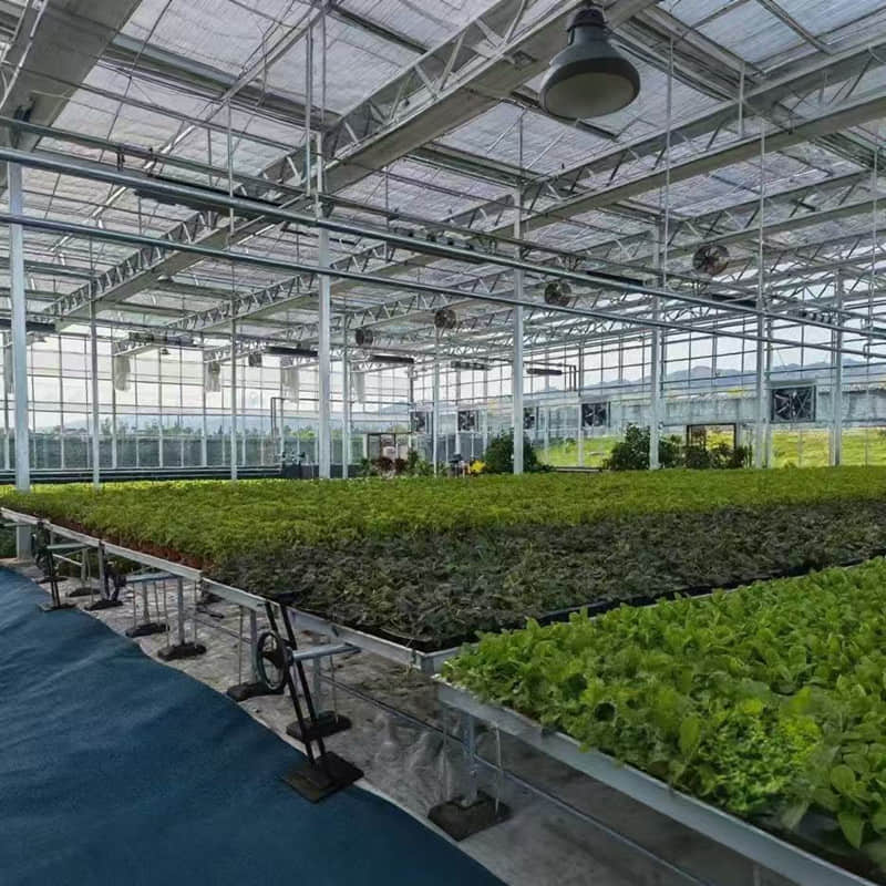 Glass greenhouse/sunlight board greenhouse /vein network greenhouse