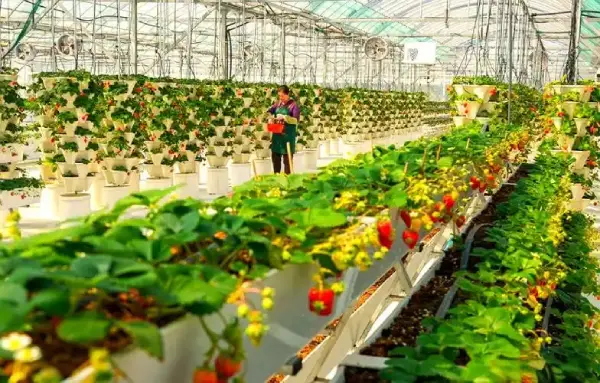 ladang-strawberi-dalam-rumah-hijau-kaca-komersial ladang-strawberi-dalam-rumah-hijau-kaca-komersial