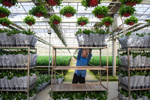 rumah-hijau-tanaman-hias-dan-florikultur rumah-hijau-tanaman-hias-dan-florikultur