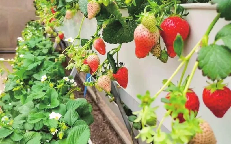 Strawberry Glass Greenhouse