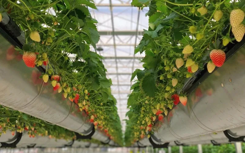 Strawberry Glass Greenhouse