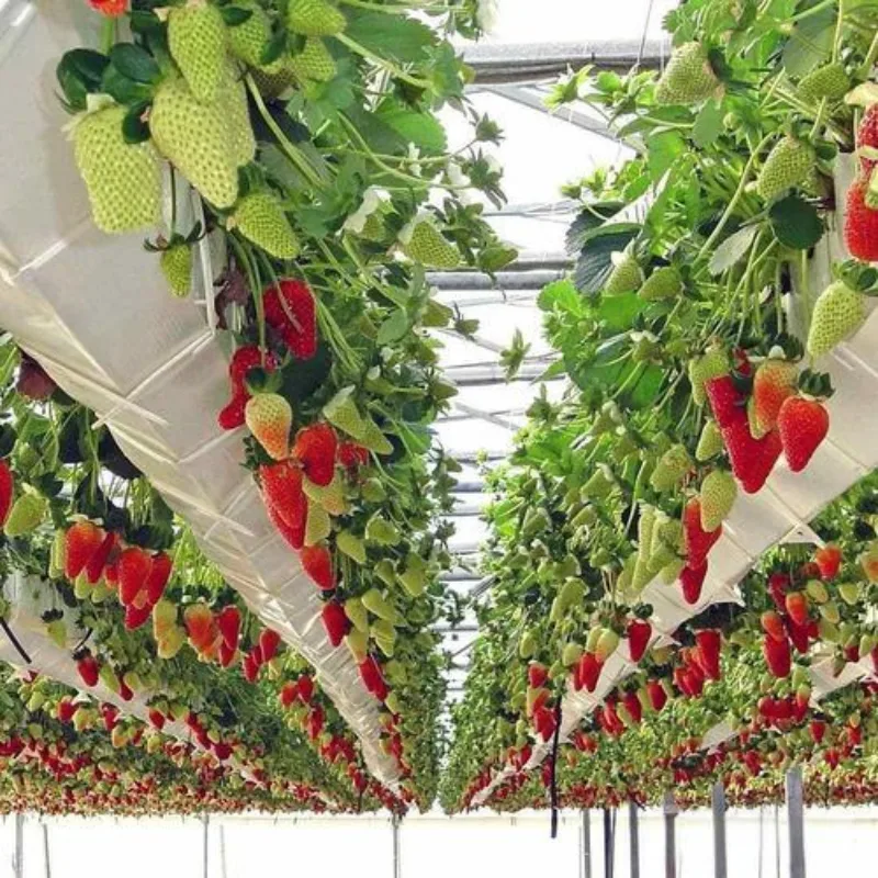 Strawberry Glass Greenhouse