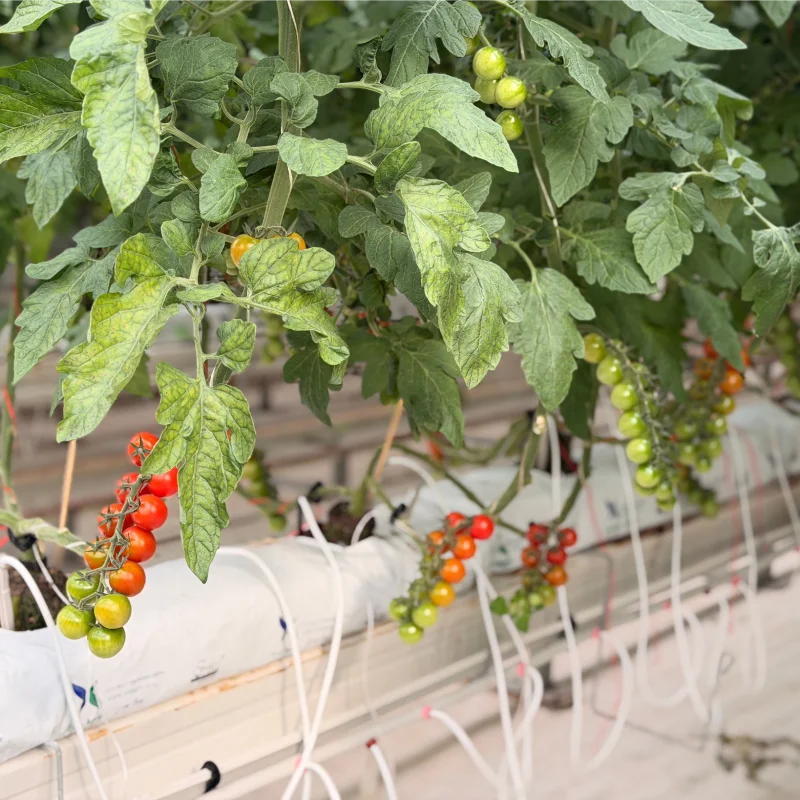 Tomato Glass Greenhouse
