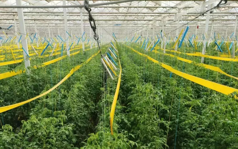 Tomato Glass Greenhouse