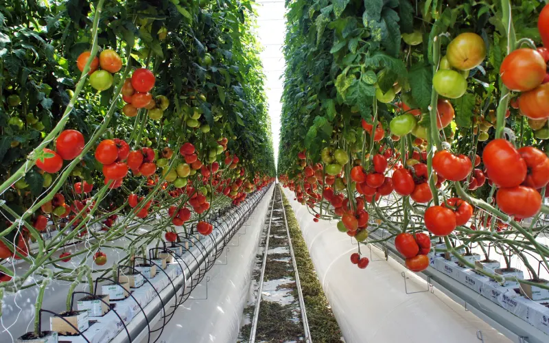 Tomato Glass Greenhouse