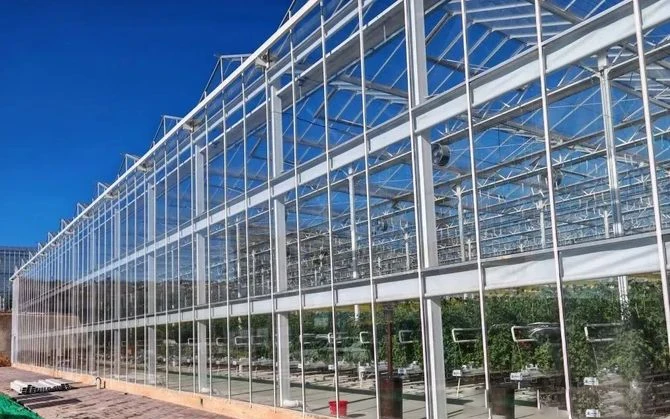 Tomato Glass Greenhouse