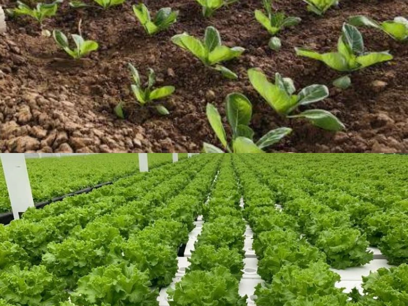 Hydroponic-vs-Soil-Greenhouse.webp